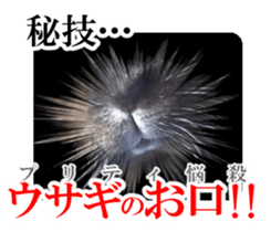 Real cute black and brown rabbits sticker #14145362