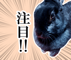 Real cute black and brown rabbits sticker #14145363