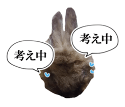 Real cute black and brown rabbits sticker #14145364