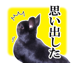 Real cute black and brown rabbits sticker #14145365