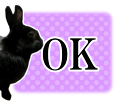 Real cute black and brown rabbits sticker #14145366