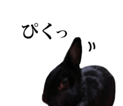 Real cute black and brown rabbits sticker #14145368