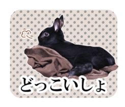 Real cute black and brown rabbits sticker #14145369
