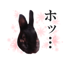Real cute black and brown rabbits sticker #14145370