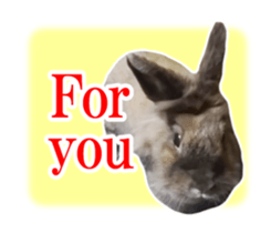 Real cute black and brown rabbits sticker #14145372