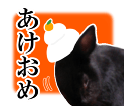 Real cute black and brown rabbits sticker #14145373