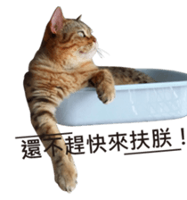 Milk Tea, My cat sticker #14146049