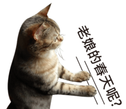 Milk Tea, My cat sticker #14146050