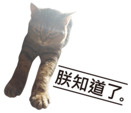 Milk Tea, My cat sticker #14146055