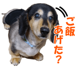 DachshundBlackTan sticker #14147174