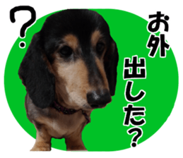 DachshundBlackTan sticker #14147176