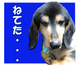 DachshundBlackTan sticker #14147181
