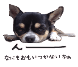 I am Lil. (Answer2) sticker #14150657