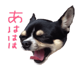 I am Lil. (Answer2) sticker #14150665