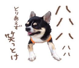 I am Lil. (Answer2) sticker #14150677