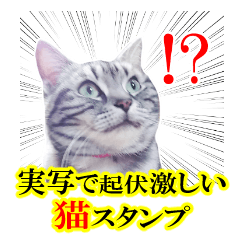 High tension and cool cats Ver.Winter