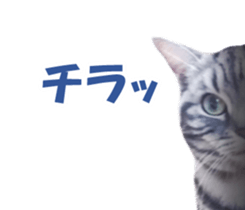 High tension and cool cats Ver.Winter sticker #14151551