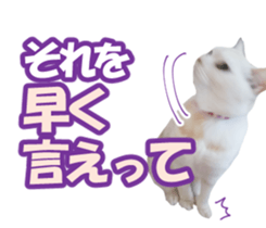 High tension and cool cats Ver.Winter sticker #14151556