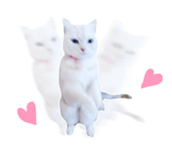 High tension and cool cats Ver.Winter sticker #14151565