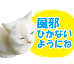 High tension and cool cats Ver.Winter sticker #14151578