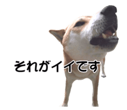 A-chan of Shibainu 1(positive) sticker #14152377