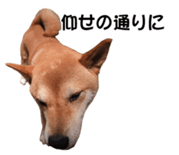 A-chan of Shibainu 1(positive) sticker #14152380