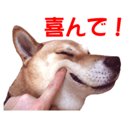 A-chan of Shibainu 1(positive) sticker #14152387