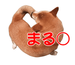 A-chan of Shibainu 1(positive) sticker #14152395