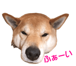 A-chan of Shibainu 1(positive) sticker #14152399