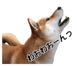 A-chan of Shibainu 1(positive) sticker #14152400