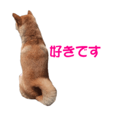 A-chan of Shibainu 1(positive) sticker #14152404