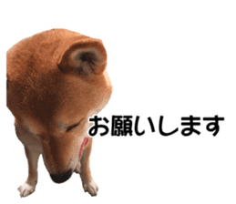 A-chan of Shibainu 1(positive) sticker #14152405