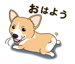 A sticker willingly. Welsh Corgi Winter sticker #14153271
