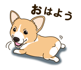 A sticker willingly. Welsh Corgi Winter sticker #14153271