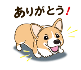 A sticker willingly. Welsh Corgi Winter sticker #14153282