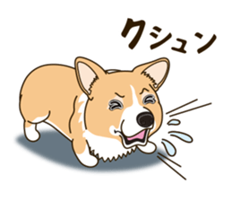 A sticker willingly. Welsh Corgi Winter sticker #14153294