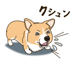 A sticker willingly. Welsh Corgi Winter sticker #14153294