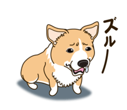 A sticker willingly. Welsh Corgi Winter sticker #14153295