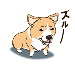 A sticker willingly. Welsh Corgi Winter sticker #14153295