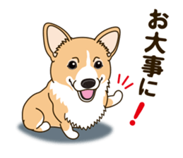 A sticker willingly. Welsh Corgi Winter sticker #14153297