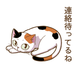 Cat "Poohchan" sticker #14153877