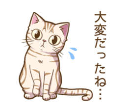 Cat "Poohchan" sticker #14153900