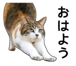 Various calico cats. sticker #14154134