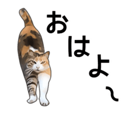 Various calico cats. sticker #14154135