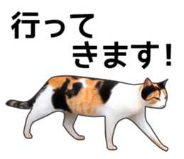 Various calico cats. sticker #14154137
