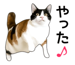 Various calico cats. sticker #14154138