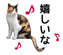 Various calico cats. sticker #14154139