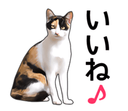 Various calico cats. sticker #14154140
