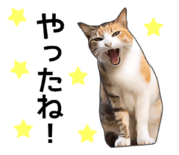 Various calico cats. sticker #14154141