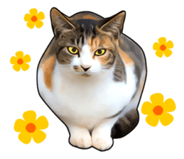 Various calico cats. sticker #14154144
